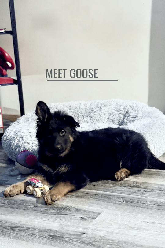 Meet Goose
